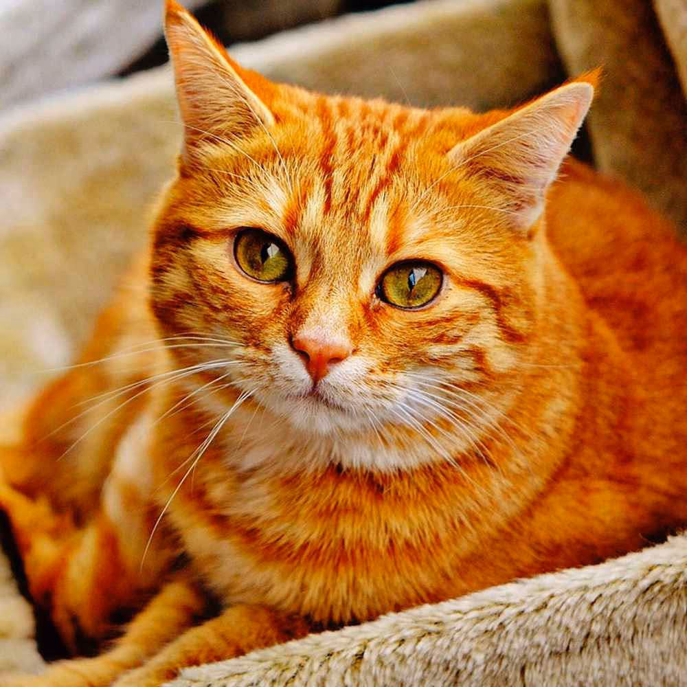 ​Global Cat Day