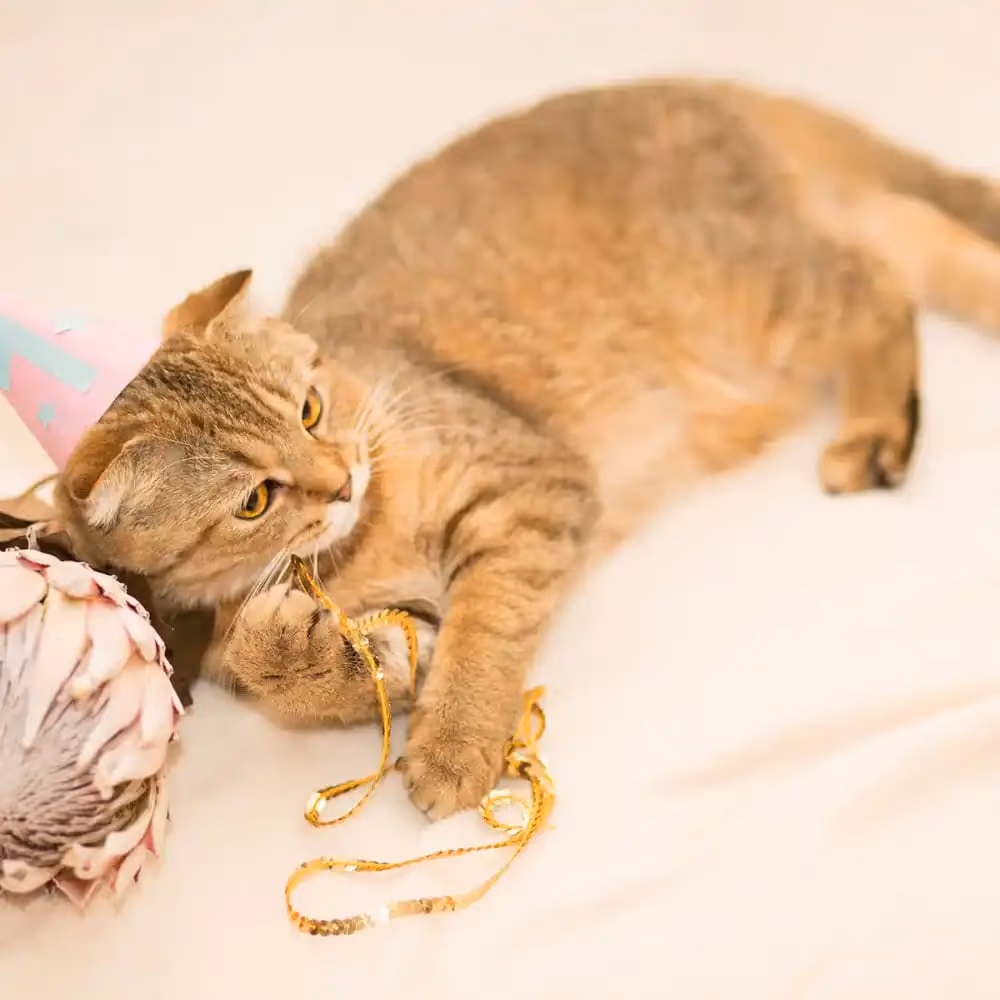 Happy Mew Year for Cats Day