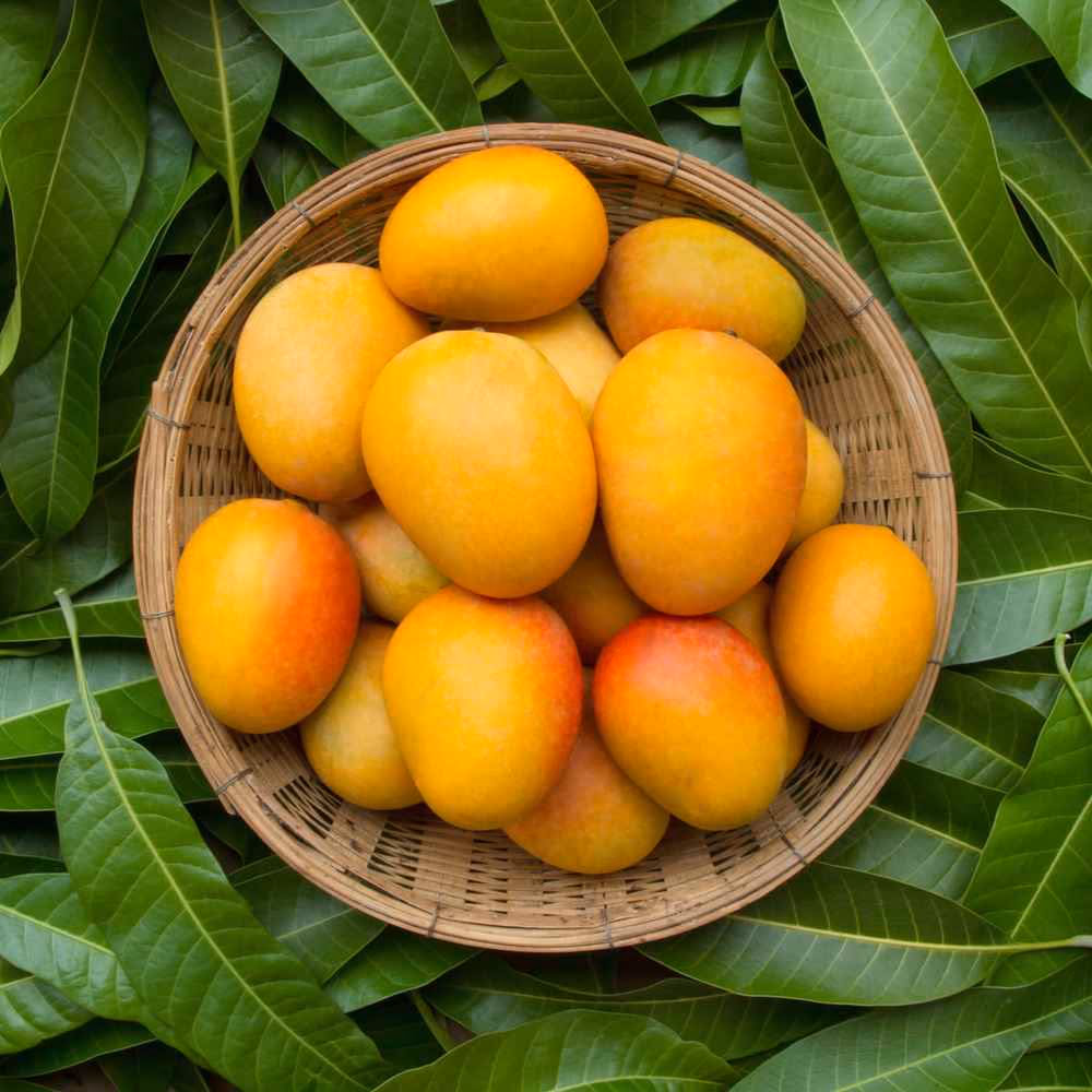 Mango Day