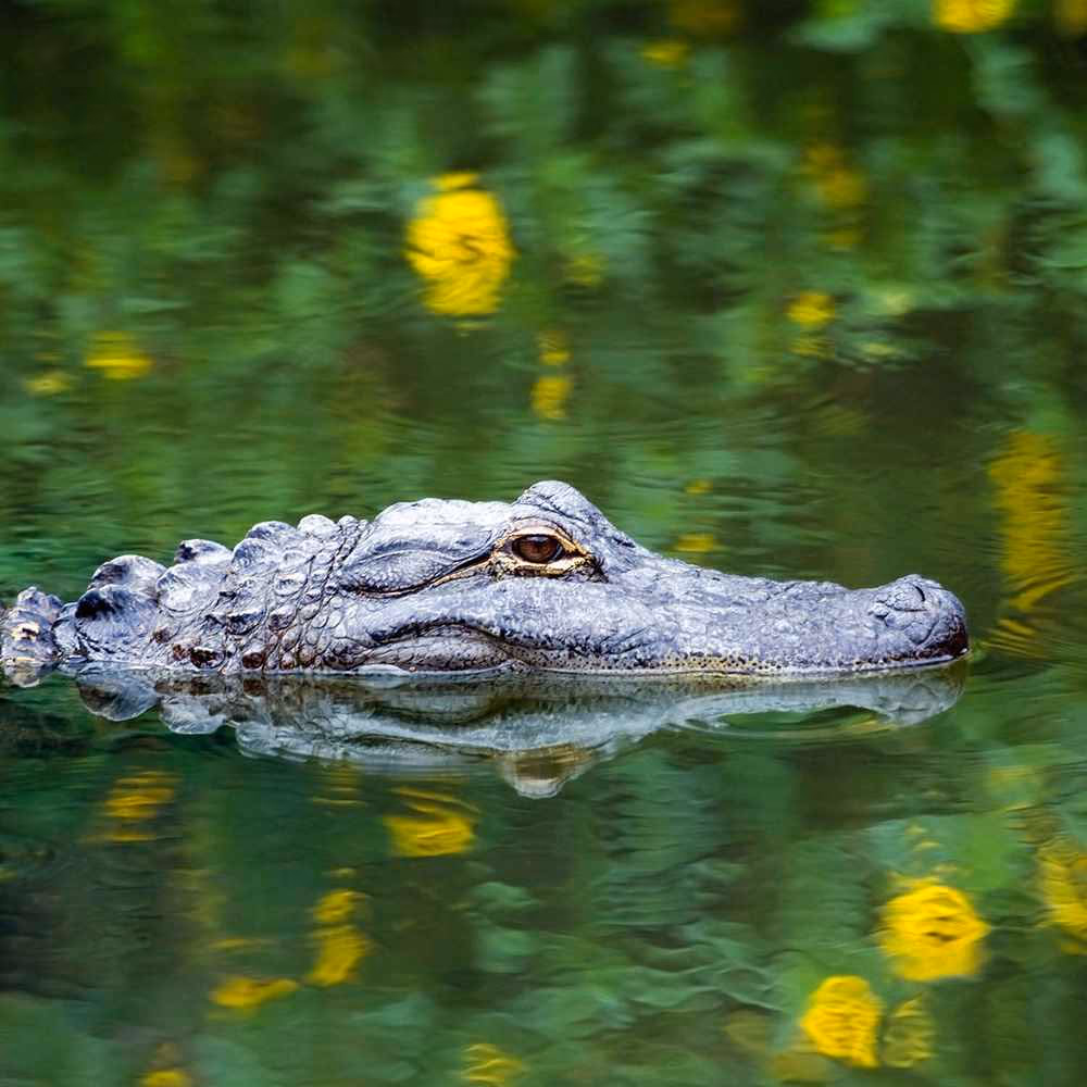 National Alligator Day