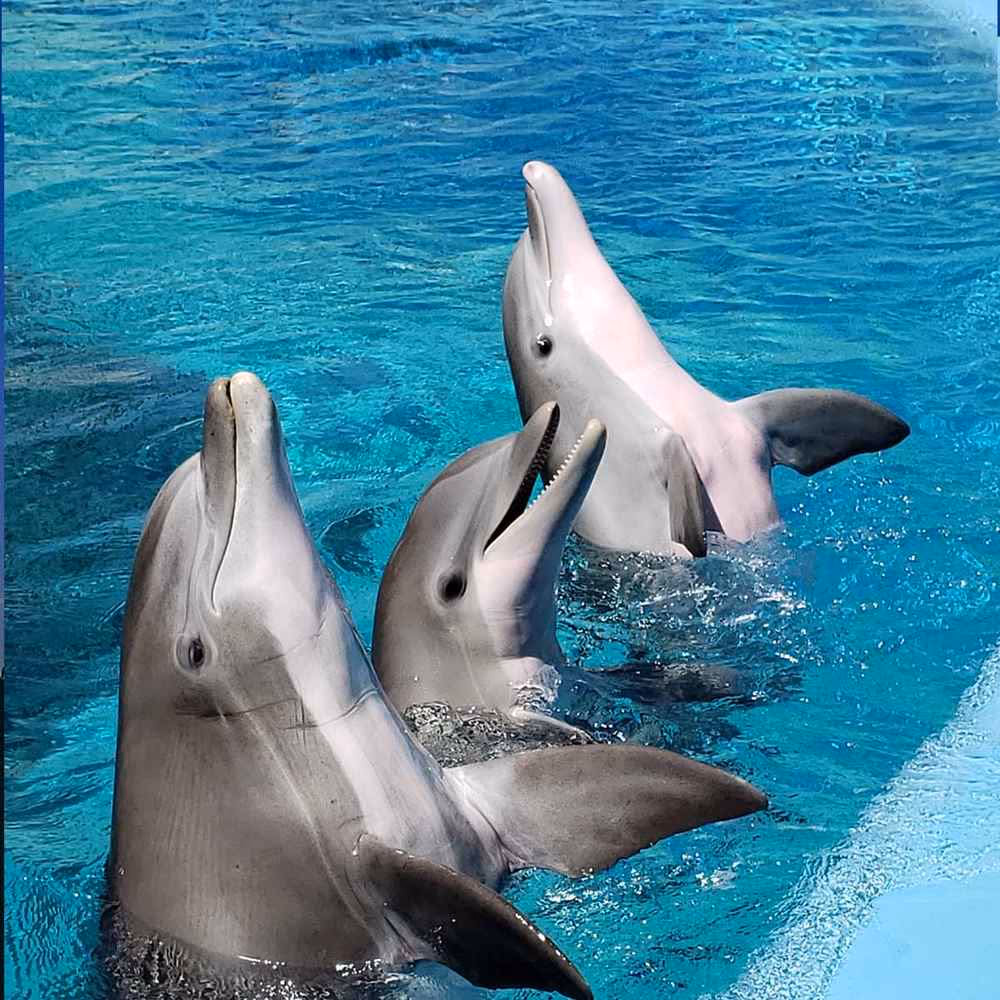 National Dolphin Day