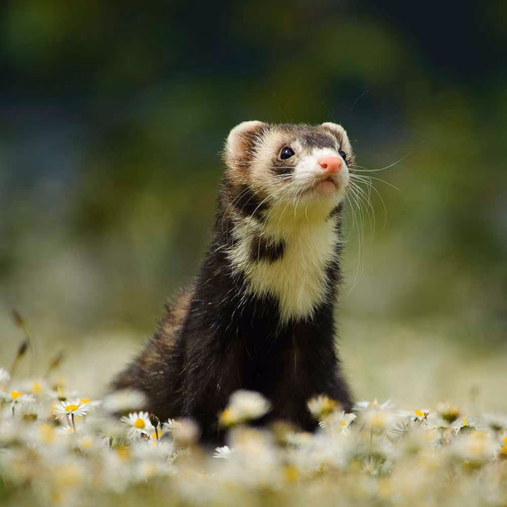National Ferret Day