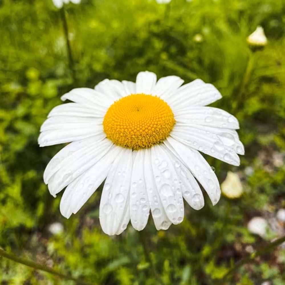 National Flower Day