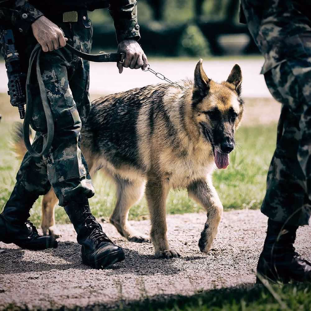 National K9 Veterans Day