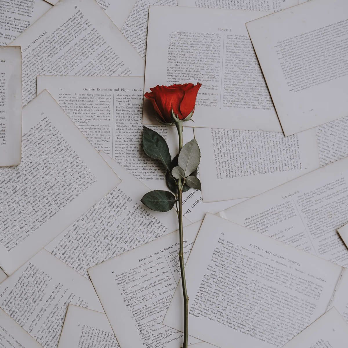 Rose Day