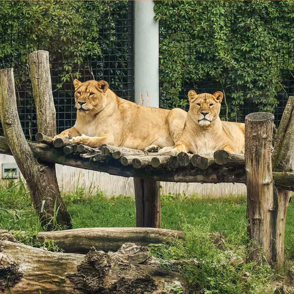 Visit the Zoo Day