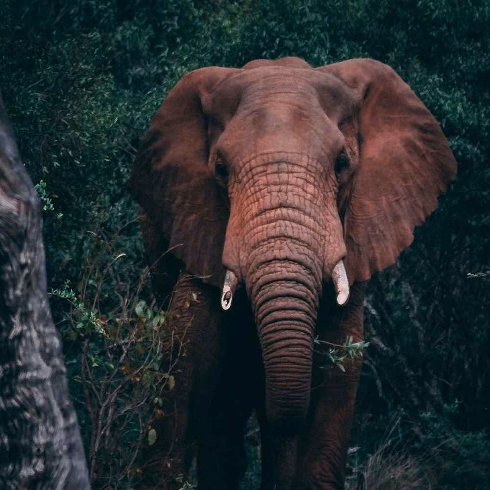 World Elephant Day