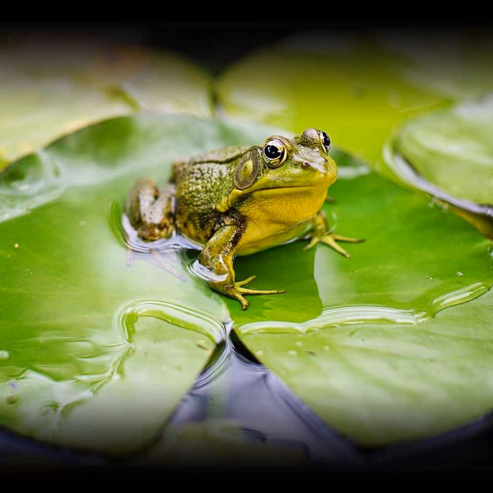 World Frog Day