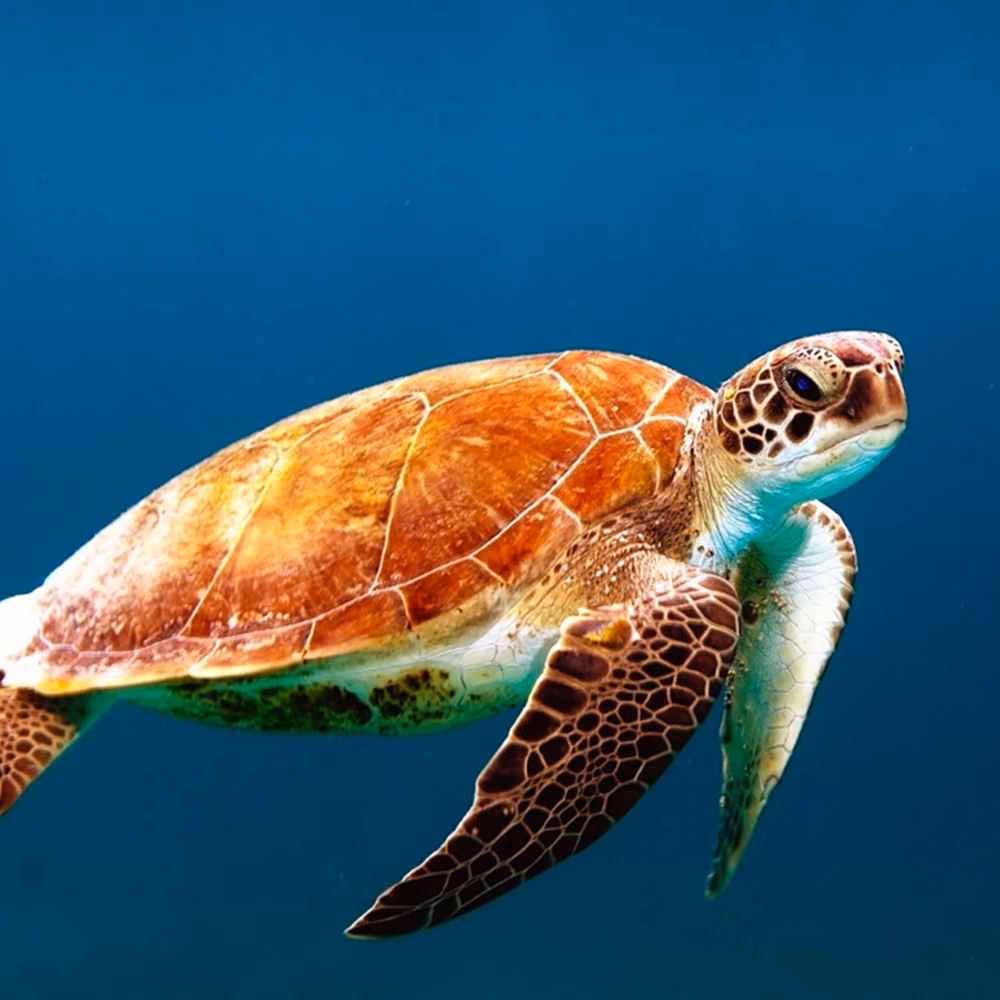 World Turtle Day