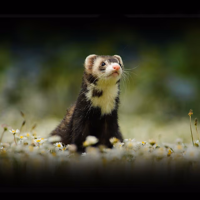 Adopt a Ferret Month