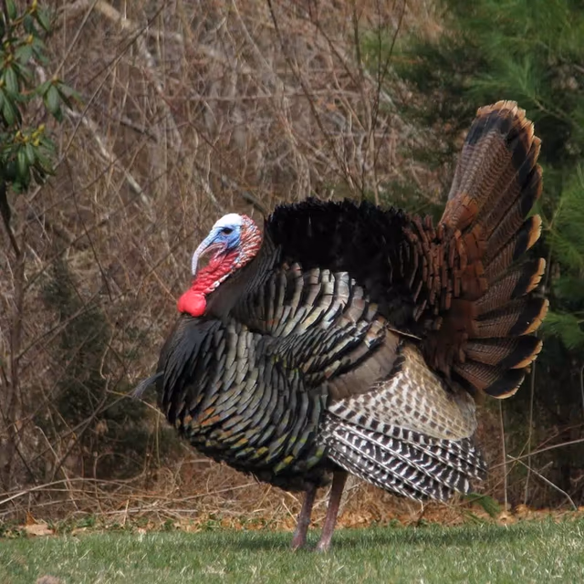 Adopt a Turkey Month