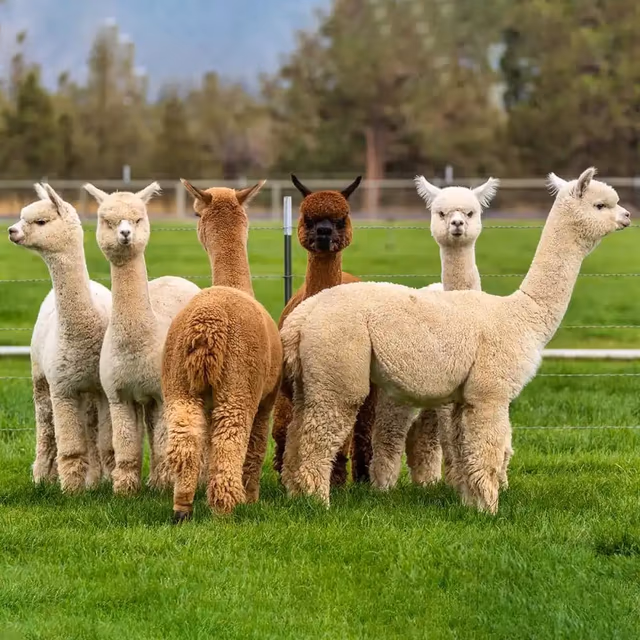 Alpaca Day