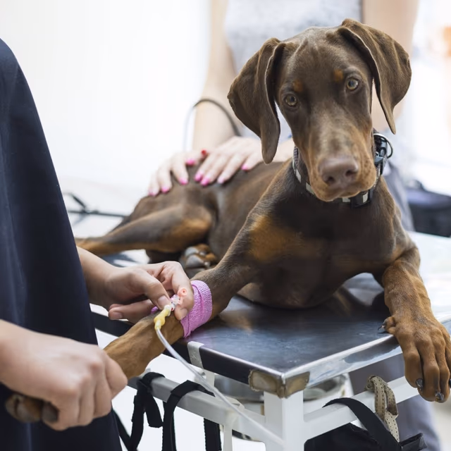 Animal Care and Control Appreciation Week
