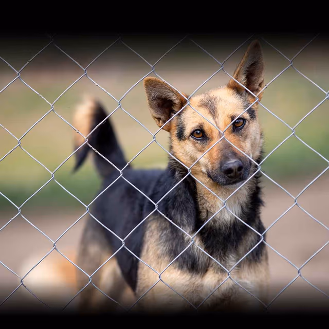 Animal Rights Awareness Week