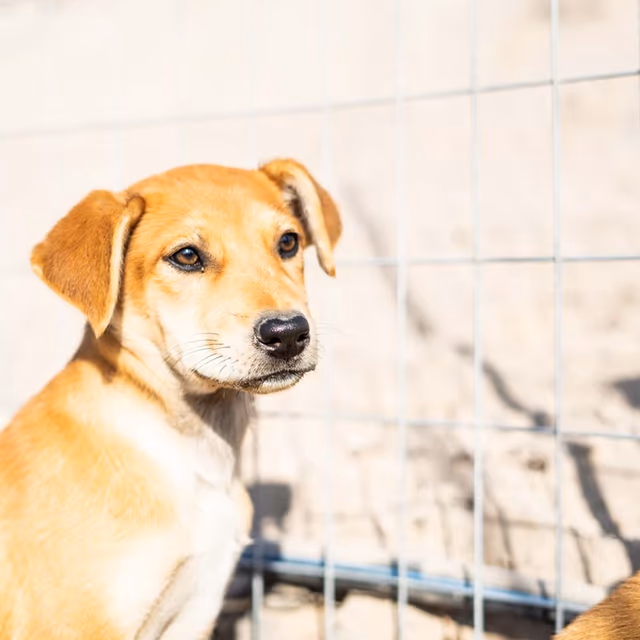 Animal Welfare Week