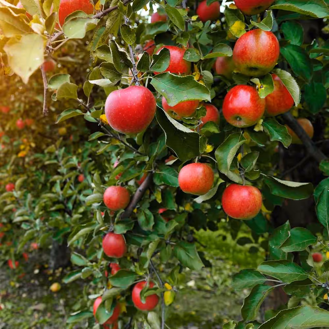 Apple Tree Day