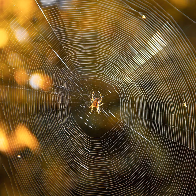 Be Kind to Spiders Week
