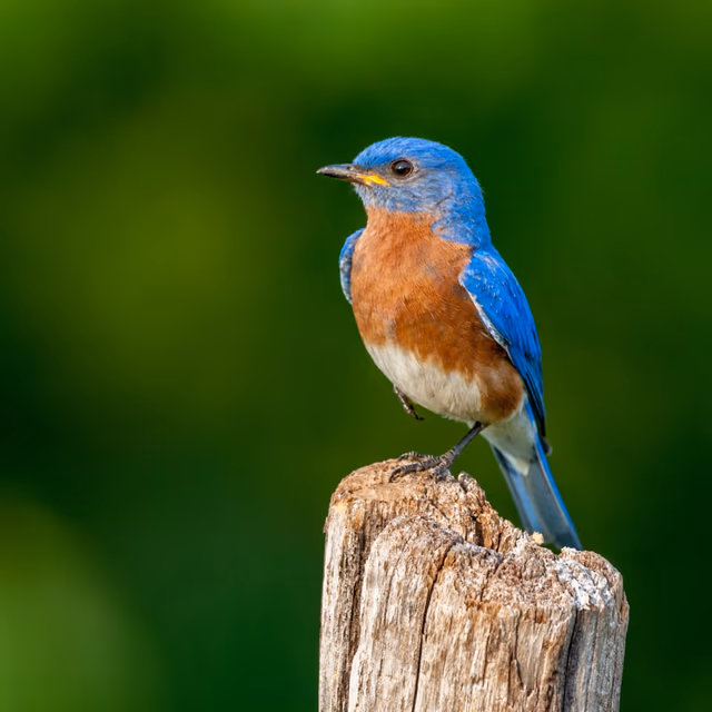 Bluebird of Happiness Day