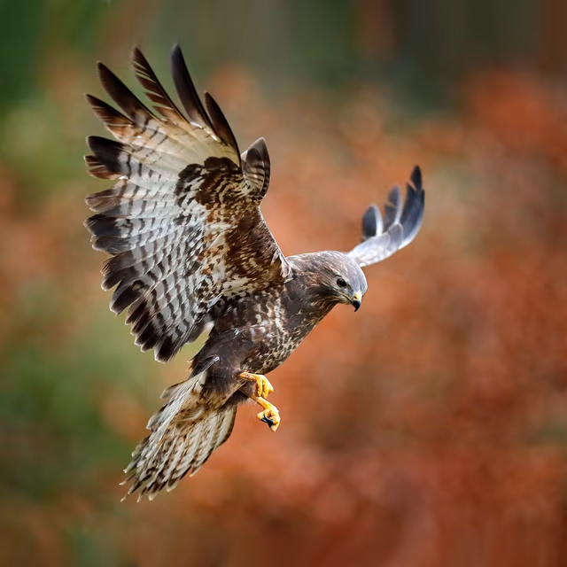 Buzzards Day