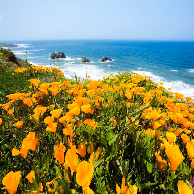 California Poppy Day
