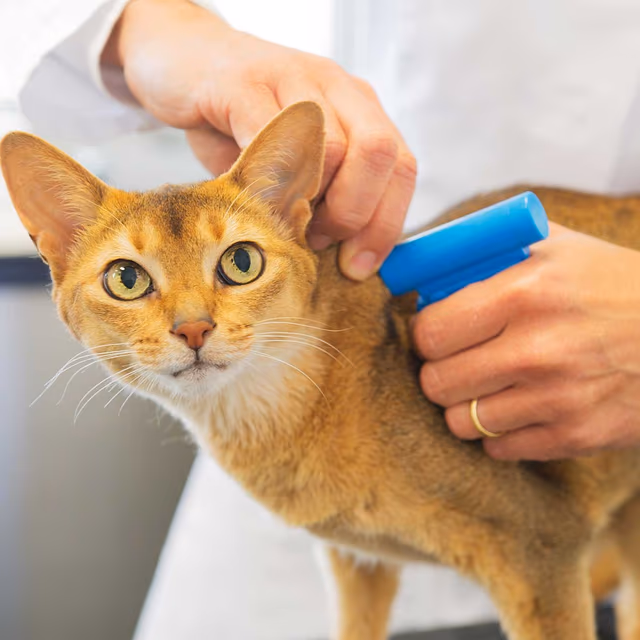 Chip Your Pet Month
