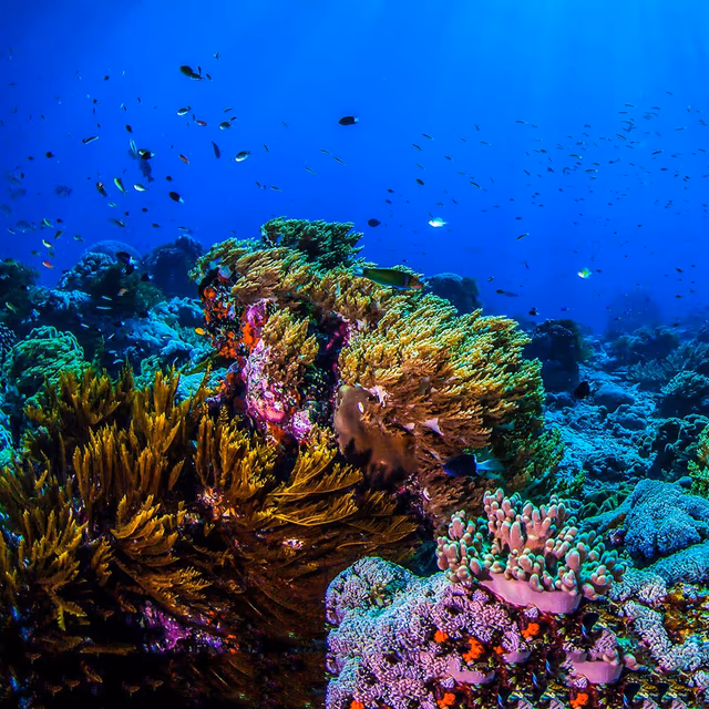 Coral Reef Awareness Week