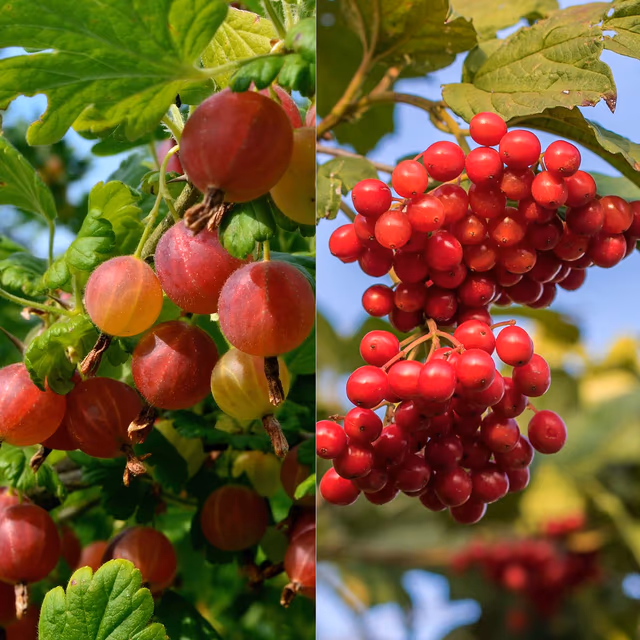 Cranberries and Gooseberries Month