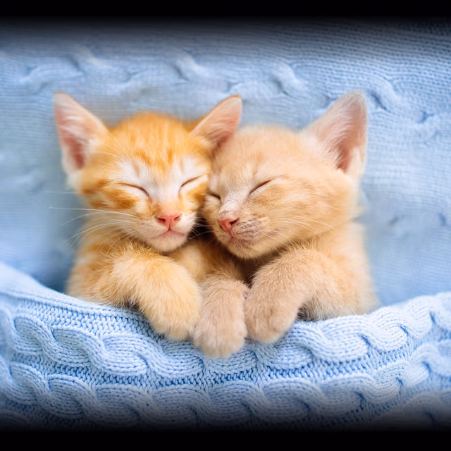 Cuddly Kitten Day