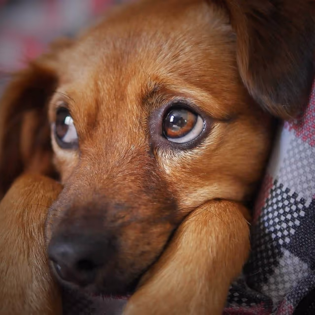 Dog Theft Awareness Day