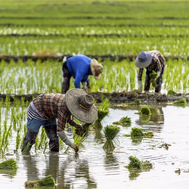 Farmer’s Day