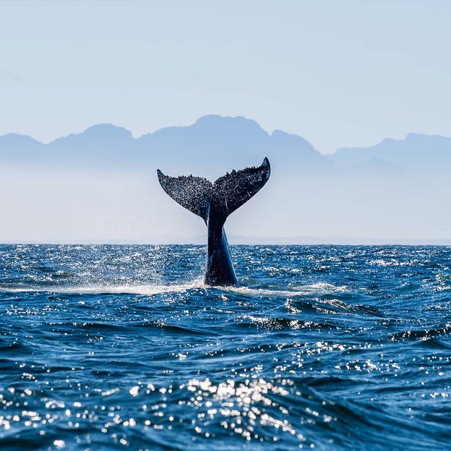 Festival for the Souls of Dead Whales