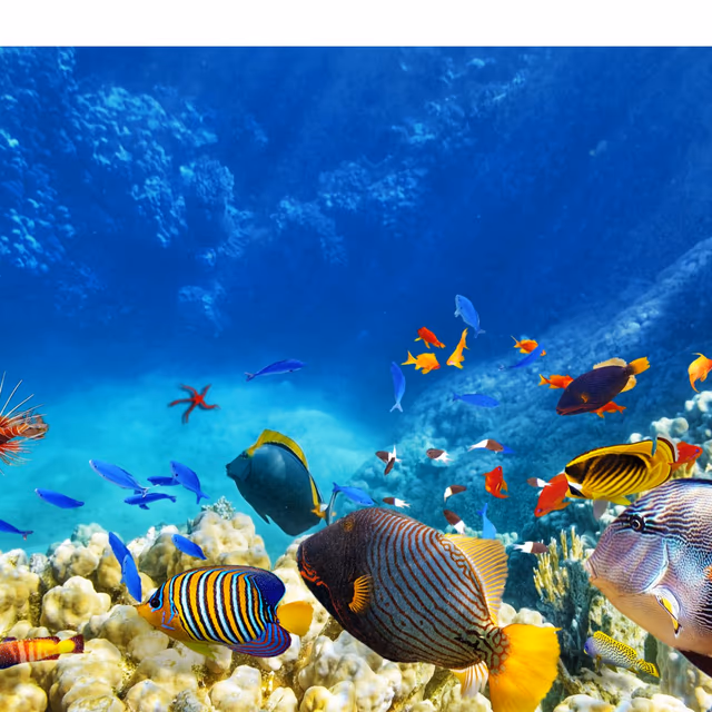 Fish Amnesty Day