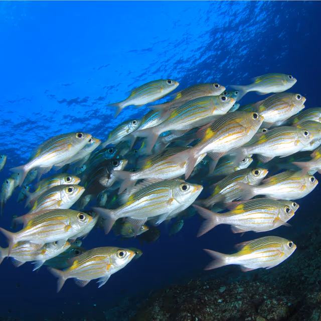 Fish Tank Floorshow Night