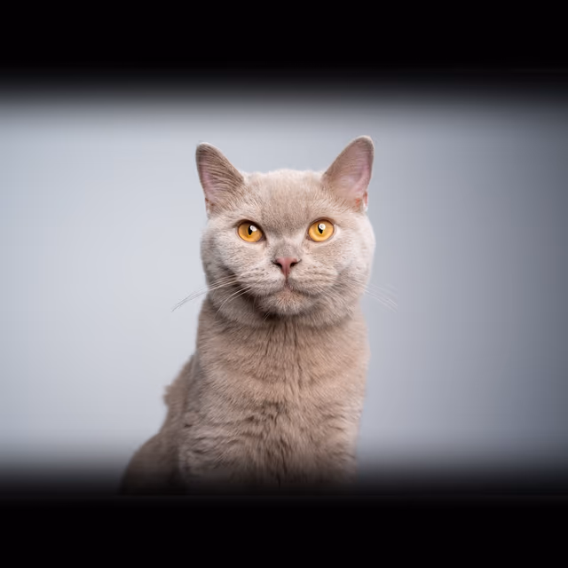 Free Feral Cat Spay Day