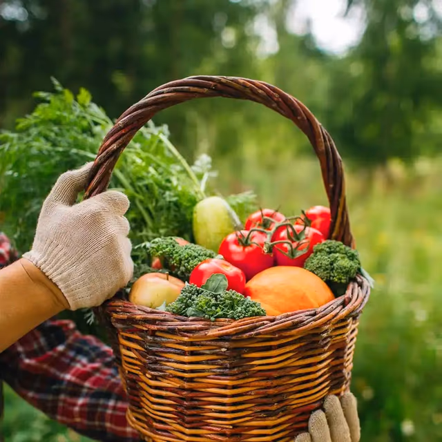Fresh Veggies Day