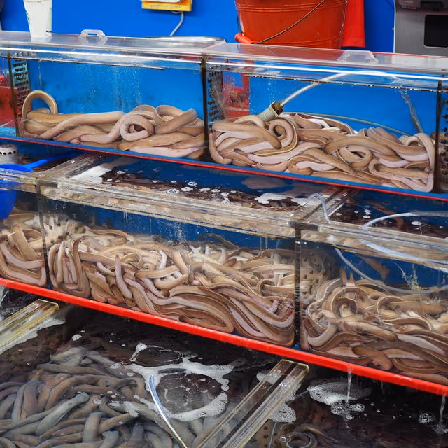 Hagfish Day