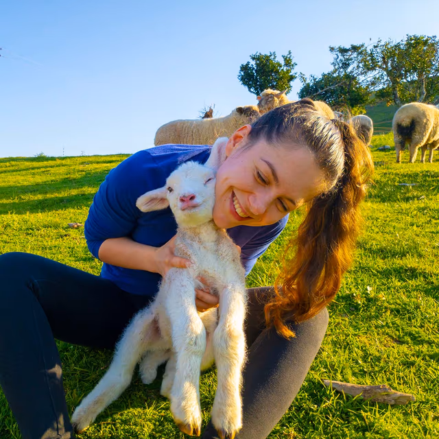 Hug a Sheep Day