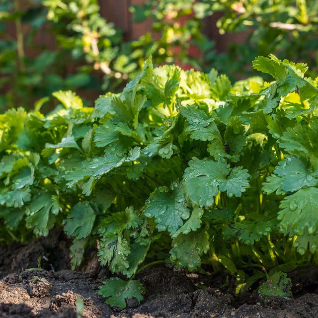 I Hate Coriander Day