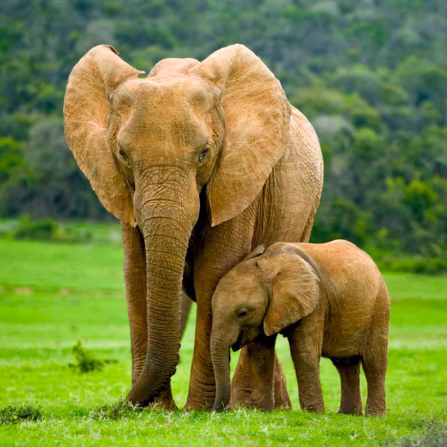 International Animal Rights Day