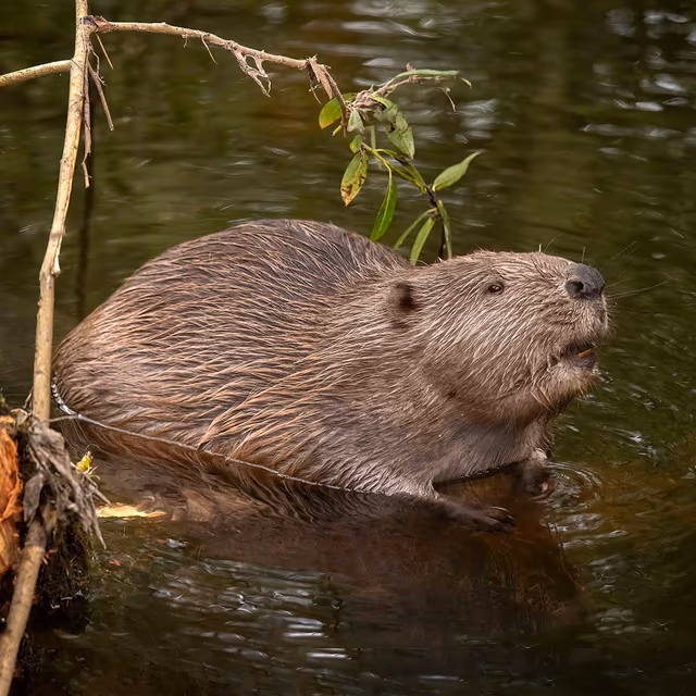 International Beaver Day