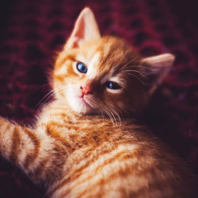 International Cat Day