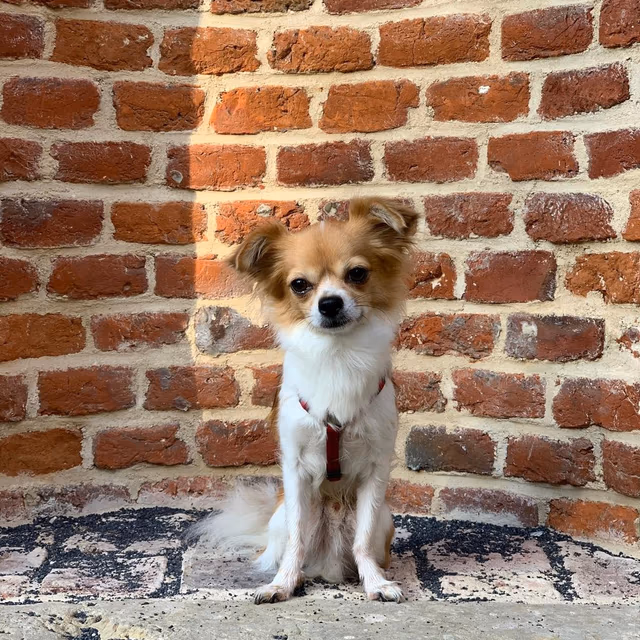 International Chihuahua Appreciation Day