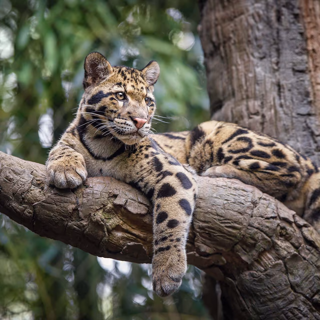 International Clouded Leopard Day