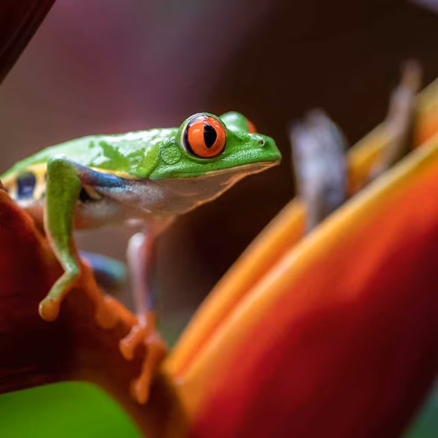 International Day for Biological Diversity