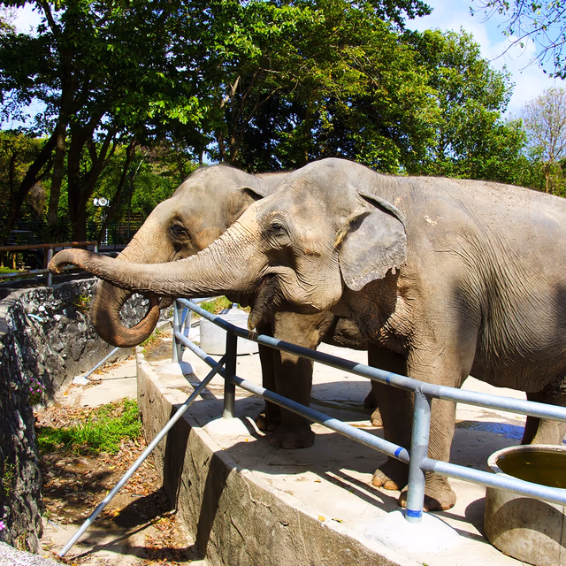 International Day of Action for Elephants in Zoos