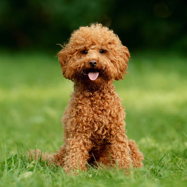 International Doodle Dog Day