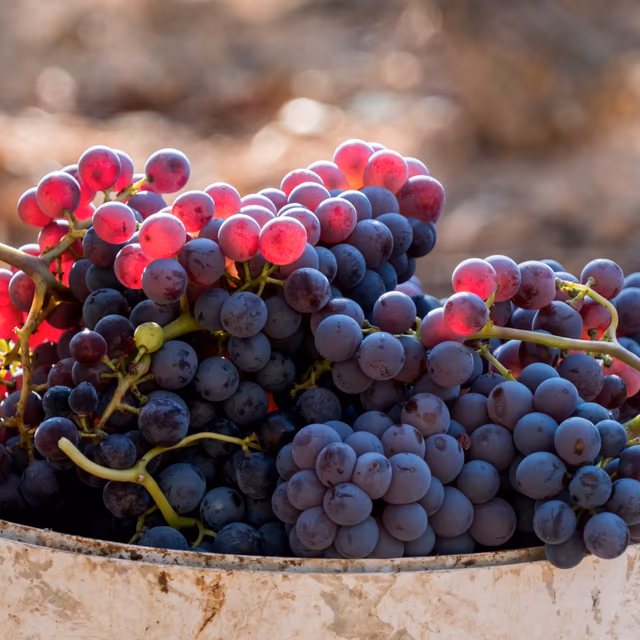 International Grenache Day