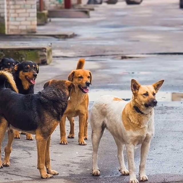 International Homeless Animals Day