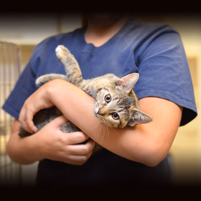 International Rescue Cat Day