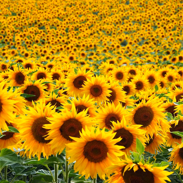 International Sunflower Guerilla Gardening Day